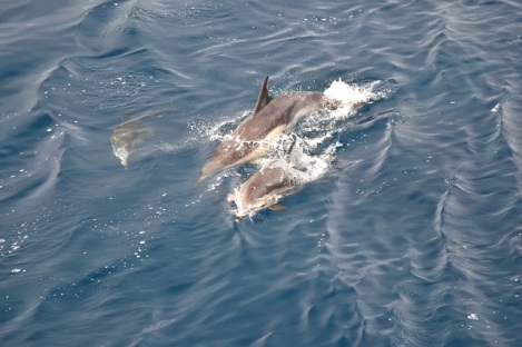 dolphins