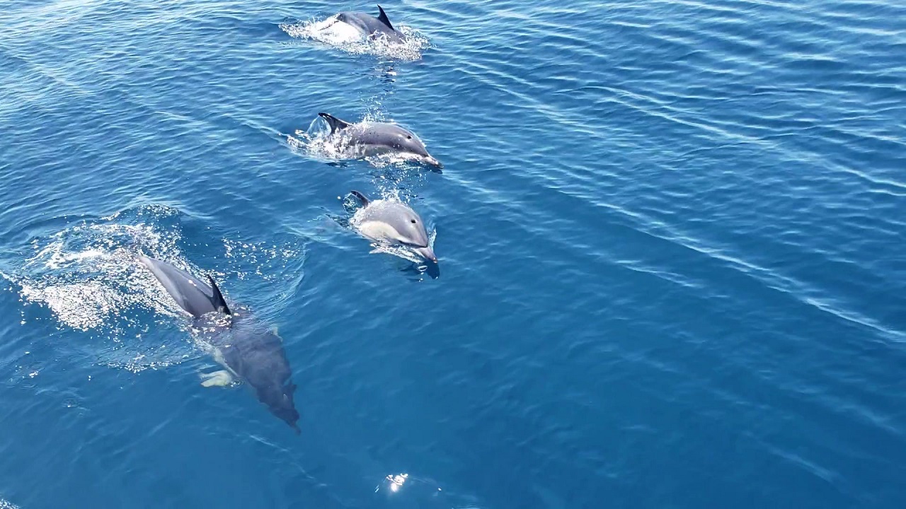 dolphins