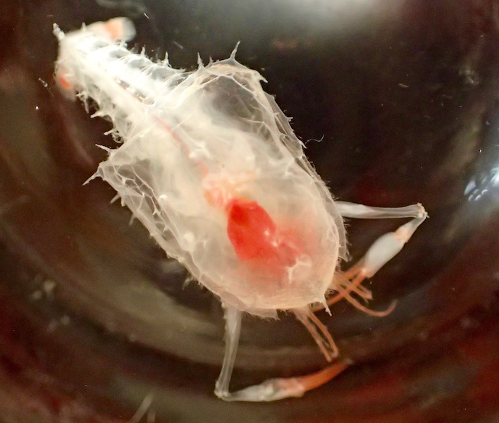 amphipod